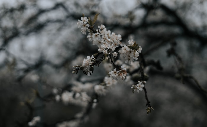 Read more about the article Aliquam posuere a ex ac mollis. In pulvinar vehicula elit sed bibendum