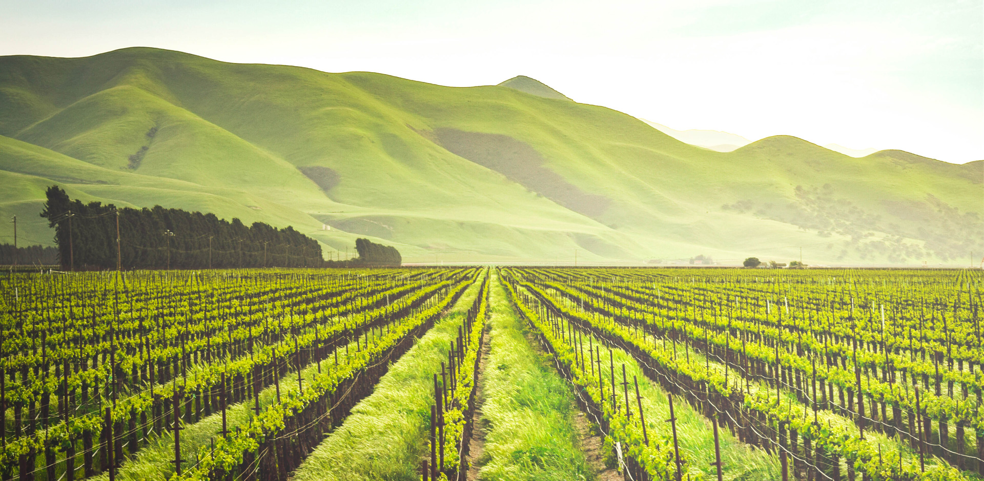 Read more about the article Guardando al futuro della sostenibilità